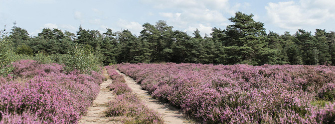 672 x 250 Heidevelden Veluwe