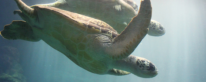 Zwemmende schildpadden in WILDLANDS Adventure Zoo Emmen