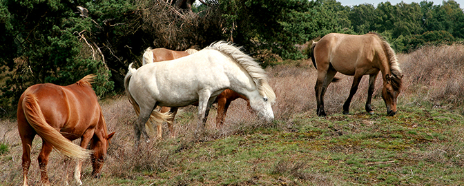 Friese paarden