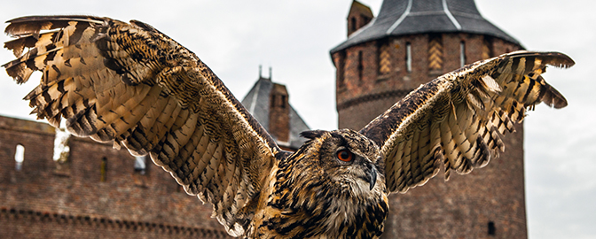 Vogelshow bij Muiderslot