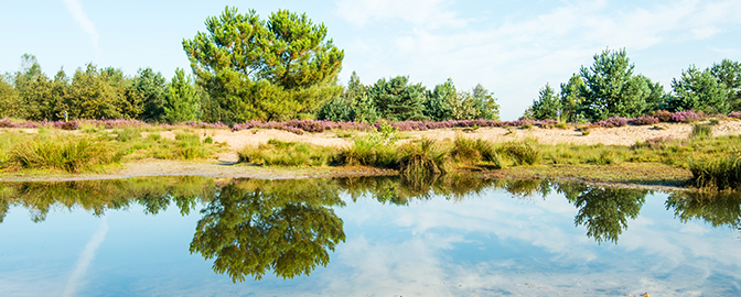 Zomers beeld van Loonse en Drunense Duinen