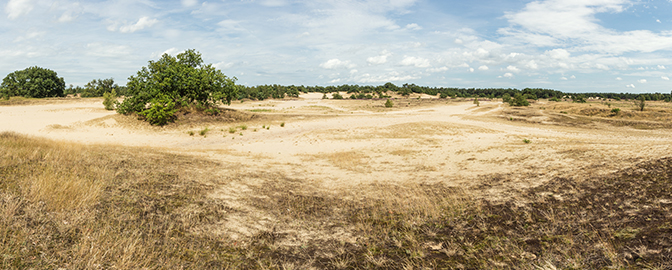 Zandvlakte van Loonse en Drunense Duinen