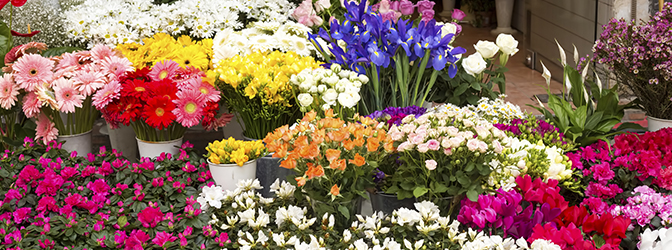 Bloemencollectie tijdens Bloemetjesmarkt in Leeuwarden