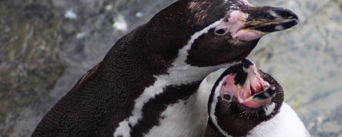 Pinguïns in WILDLANDS Adventure Zoo Emmen