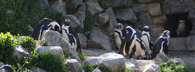Pinguins bij WILDLANDS Adventure Zoo Emmen