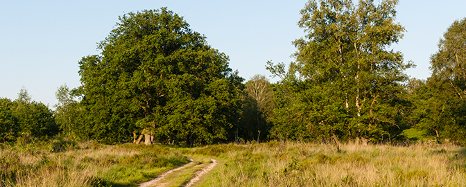 Groene omgeving van De Meinweg