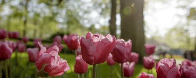 Roze tulpen in de Keukenhof