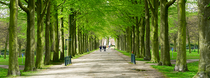 Wandelpad tussen de bomen in Clingendael