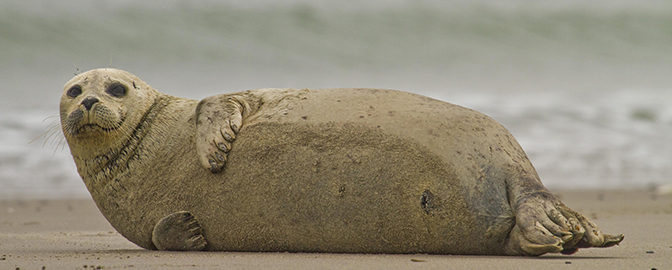 Zeehond op Ameland