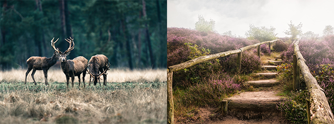 Impressiefoto's van de Veluwe
